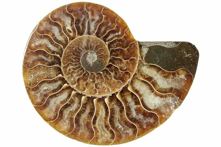 Cut & Polished Ammonite Fossil (Half) - Madagascar #233539